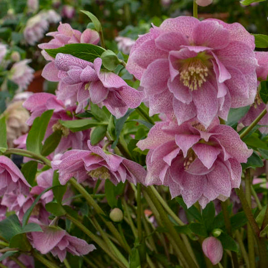Wedding Crasher Helleborus