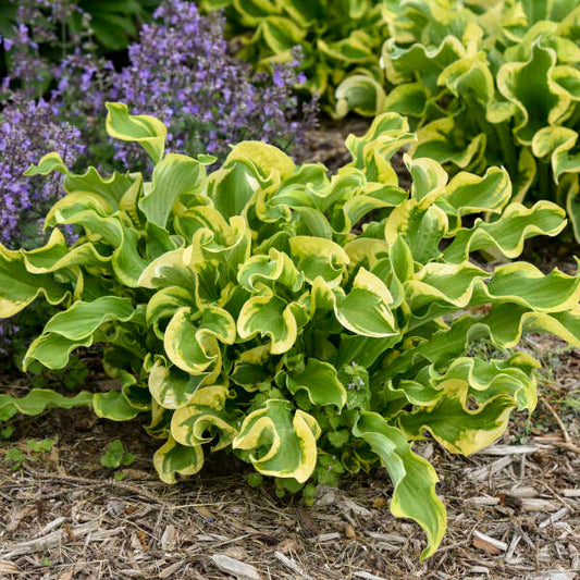 'Wheee!' Starter Hosta. Stunning. Super Healthy. Trimmed and Ready to Plant.