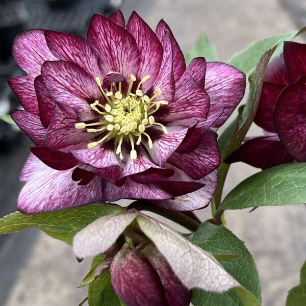 Helleborus 'Whirlwind Romance' Lenten Rose Rare Flowering Perennial. Great Roots.