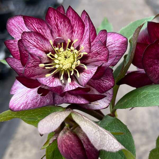 Helleborus 'Whirlwind Romance' Lenten Rose Rare Flowering Perennial. Great Roots.