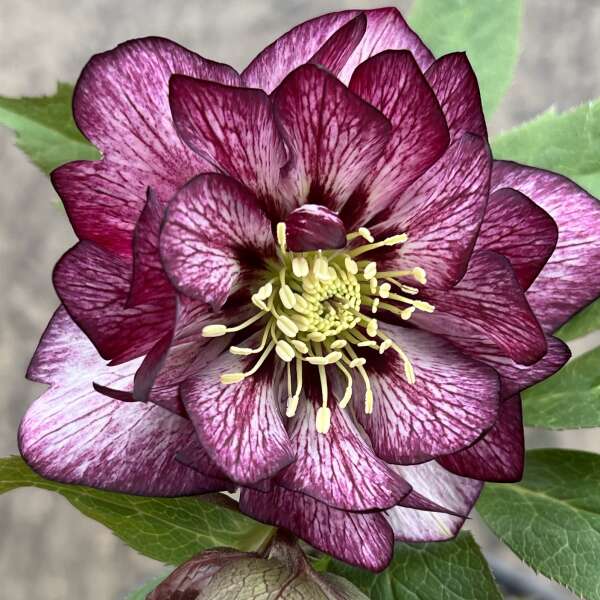 Helleborus WEDDING PARTY® Series Mix. Quick Order Form.