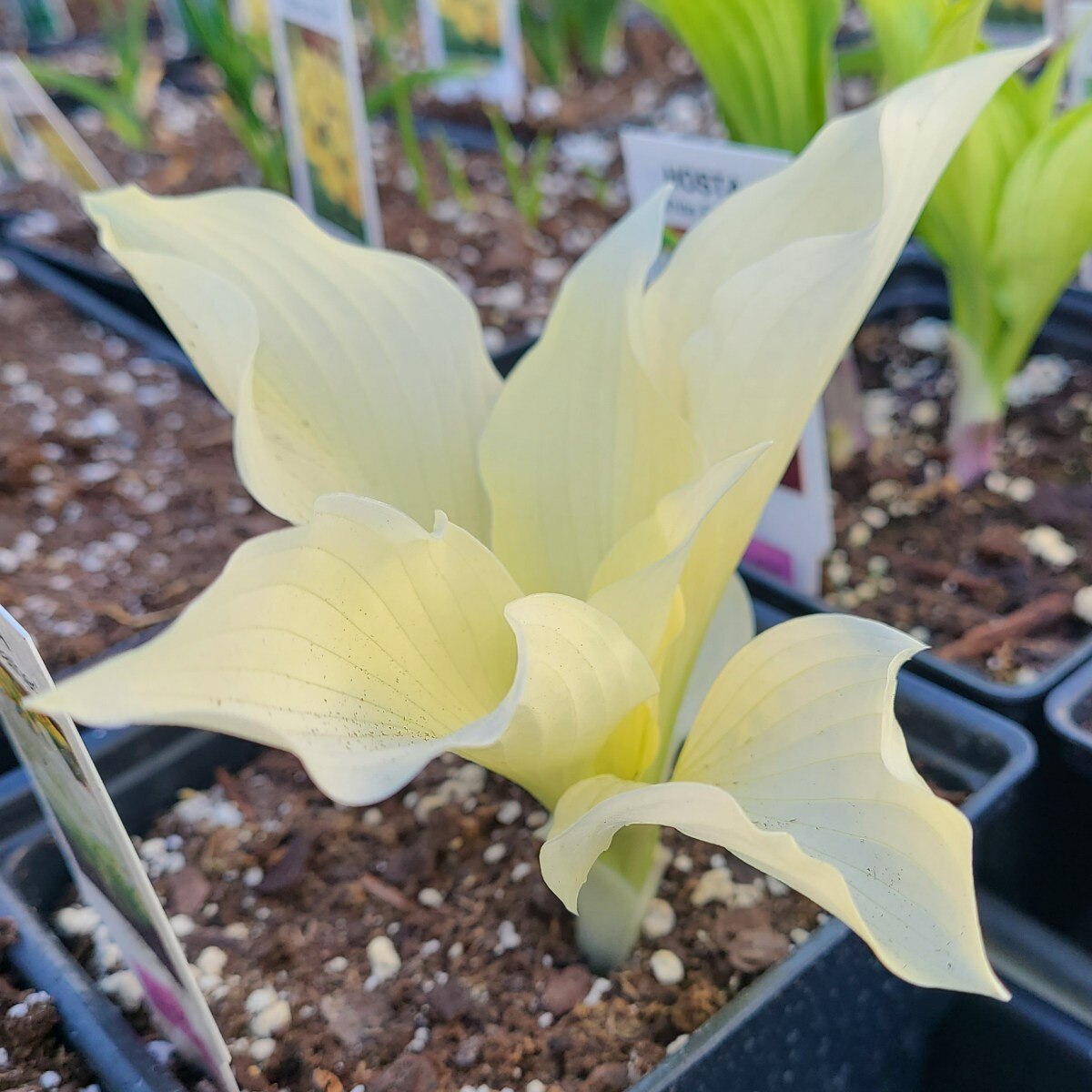 hosta lily flower Hosta 'White Feather' Plantain Lily Bare Root. Shade Perennial. Cool Colors. Grows Fast