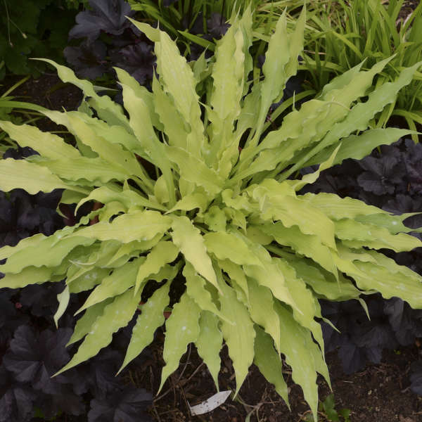 Wiggles and Squiggles Live Hosta. Loves Shade. Super Easy to Grow. Super Cool.
