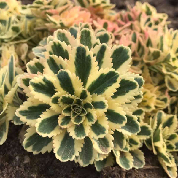 succulent yellow sedum 3 Sedum 'Atlantis' Stonecrop Succulent Perennial Starters. Delicate Yellow Flowers. Drought Tolerant. Love Sun