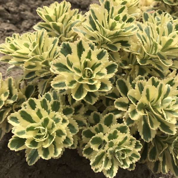 3-Pack Sedum Atlantis® Stonecrop Succulent Perennial. Super Healthy.