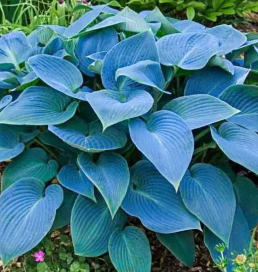 Bankrupt Bucky Blue Hosta. Stunning Color. Easy to Grow. Loves Shade.