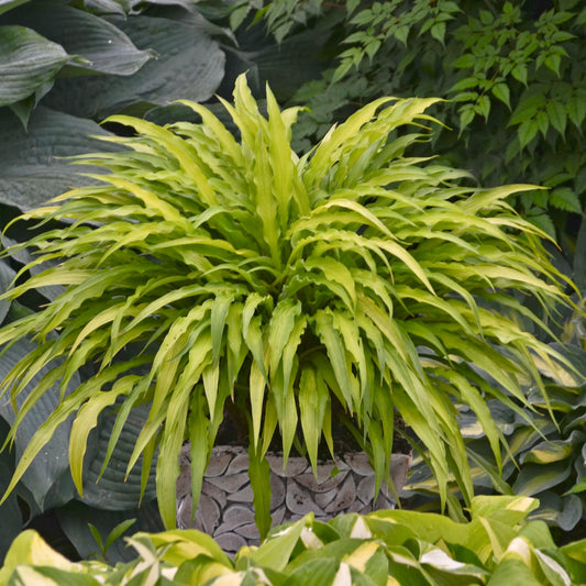 Miniature 'Curly Fries' Starter Hosta. Blue Shades. Easy to Grow. Loves Shade.