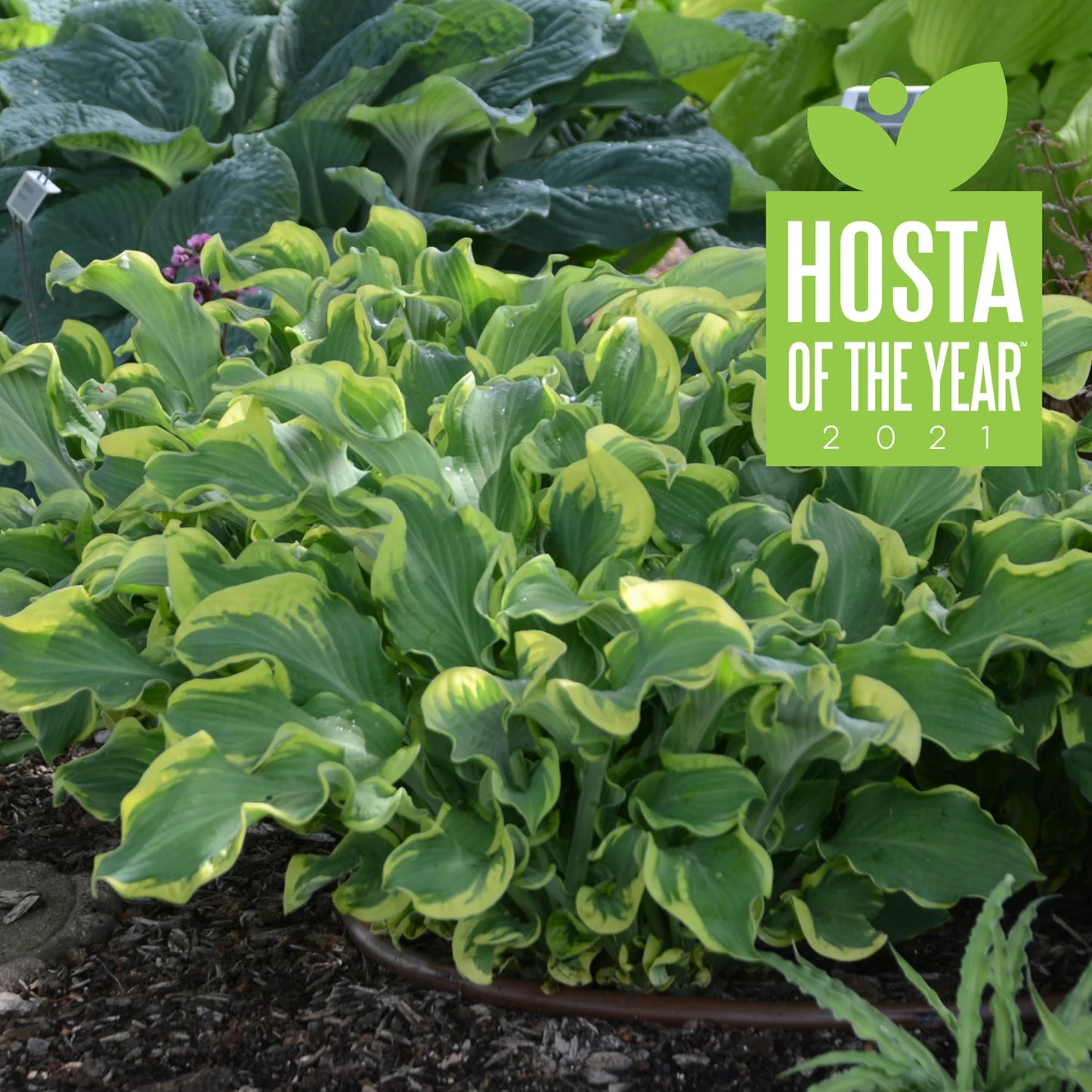 'Wheee!' Starter Hosta. Stunning. Super Healthy. Trimmed and Ready to Plant.