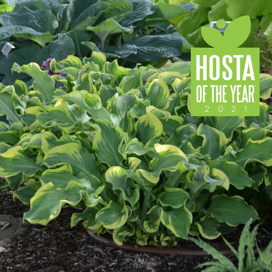 Whee Hosta. Stunning. Super Healthy. Trimmed and Ready to Plant.