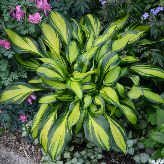 Rainbows End Hosta. Stunning Colors. Loves Shade. Attracts Butterflies Hummingbirds. Shipped Trimmed Ready for Planting.