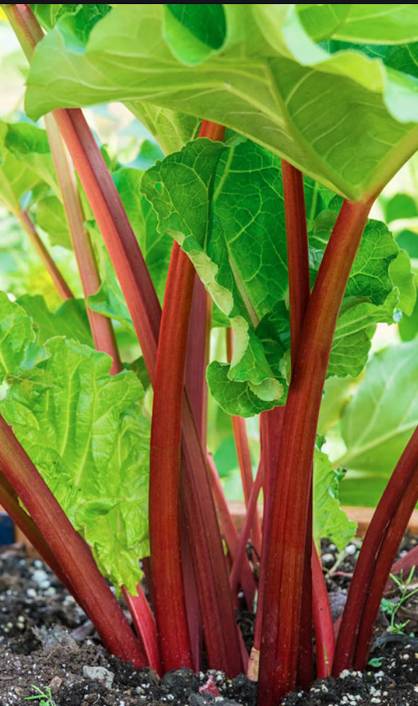 3-Year-Old Victoria Rhubarb Crown Perennial. Harvest This Year!