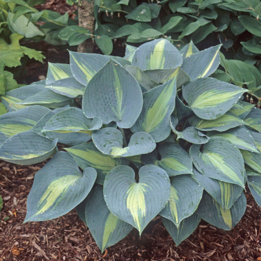 Touch of Class Starter Bareroot Hosta. Loves Shade. Super Easy to Grow.