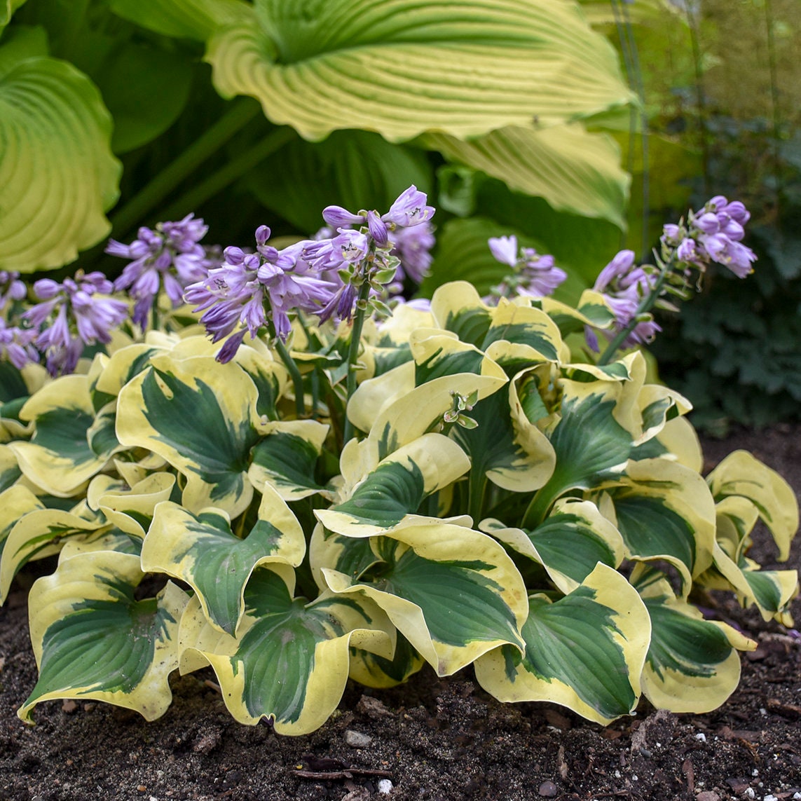 Miniature 'Mini Skirt' Starter Hosta. Stunning Colors. Loves Shade. Easy to Grow.