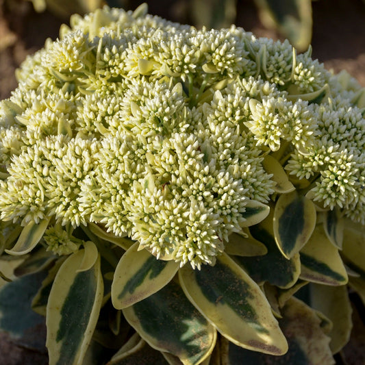 Sedum 'Frosted Fire' Bareroot Plant. Ready to start growing. Stunning.
