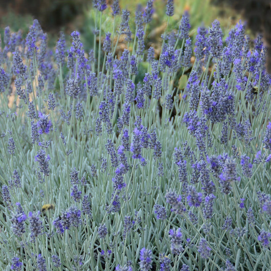3 Big Time Blue English Lavender Starter Perennials. Cool Color. Super Fragrant.