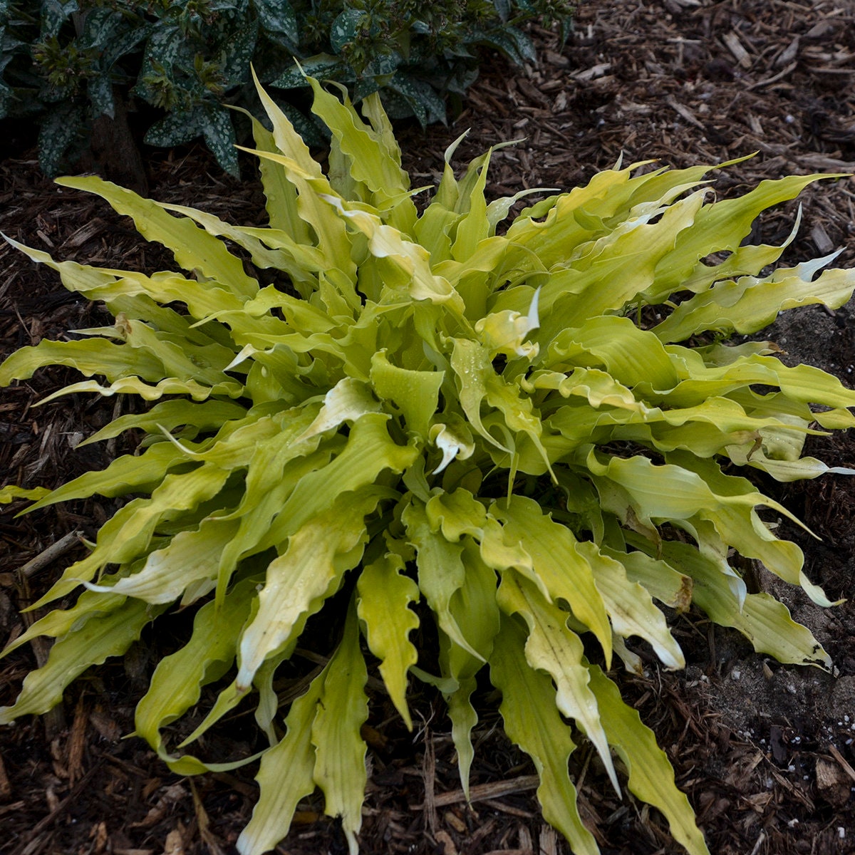 Wiggles and Squiggles Live Hosta. Loves Shade. Super Easy to Grow. Super Cool.