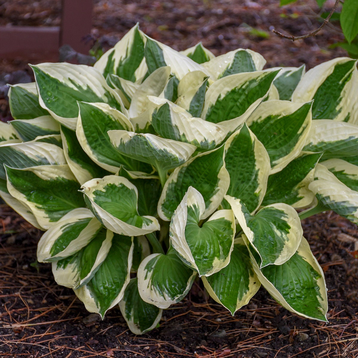 Jumbo Root Ball Hosta 'Patriot' Starter Perennial. Super Healthy. Easy to Grow. Loves Sun.