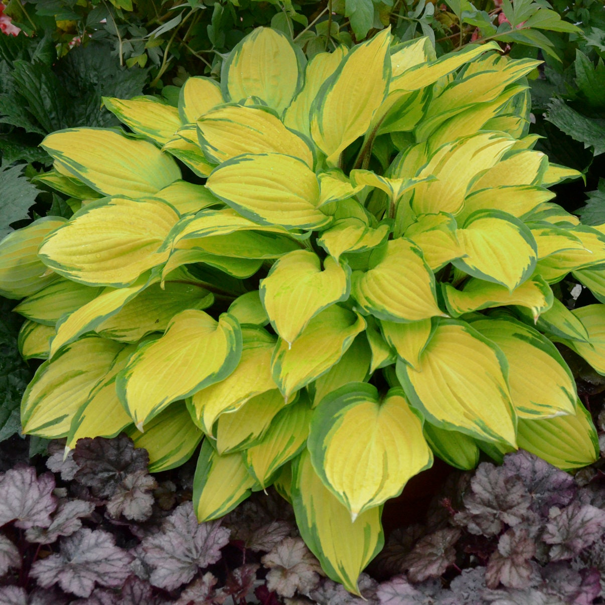 Live Island Breeze Starter Hosta Perennial Flowering Plant. Stunning Colors