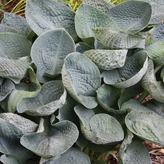 Jumbo Root Ball Hosta 'Big Daddy' Starter Perennial. Stunning Large, Blue Hosta. Super Easy to Grow. Loves Shade.