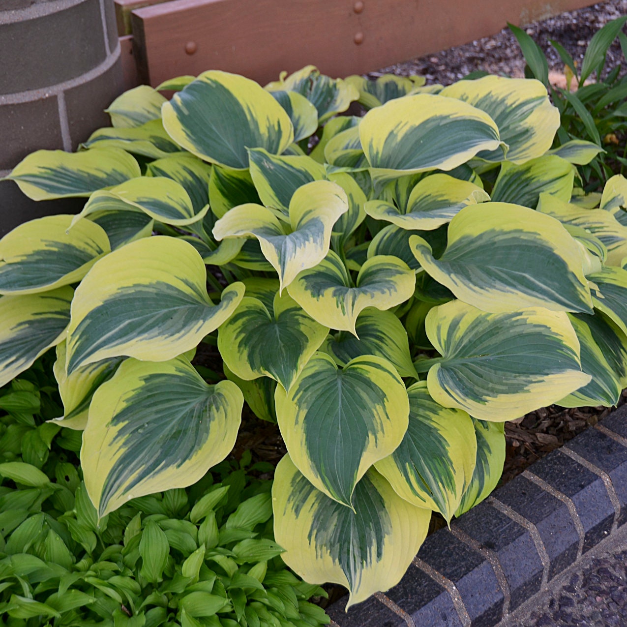 Jumbo Hosta 'Liberty' Starter Perennial. Large Root Ball. Loves Shade. Wide, Thick Blue-Green Leaves.