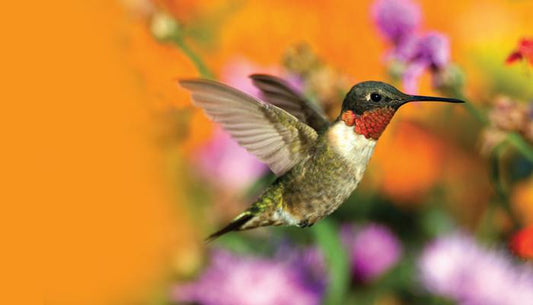 Make Your Garden a Hummingbird Haven
