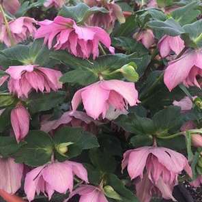 Maid of Honor Lenten Rose Perennial. Stunning Blooms.