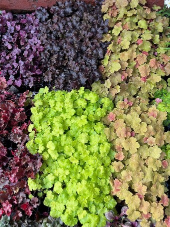 6 Mixed Heuchera Starter Coral Bells Perennials. Love Shade. Great for Borders. Stunning Colors.