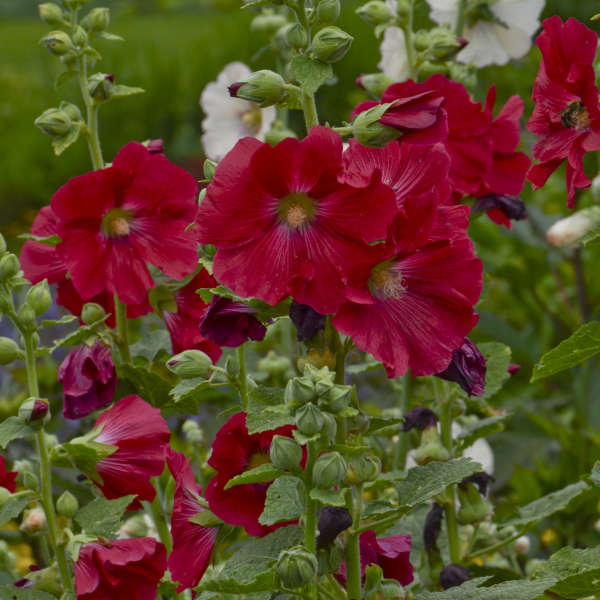 Walters Gardens, Inc. /  Alcea rosea 'Mars Magic'