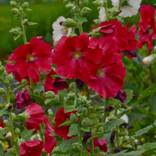 Walters Gardens, Inc. /  Alcea rosea 'Mars Magic'