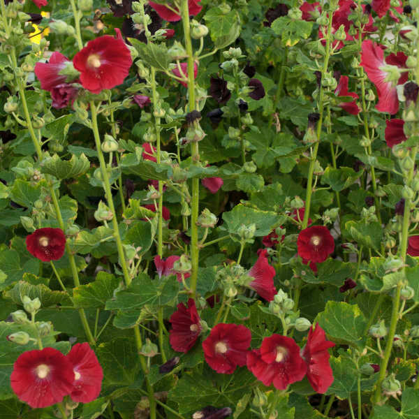 Walters Gardens, Inc. /  Alcea rosea 'Mars Magic'