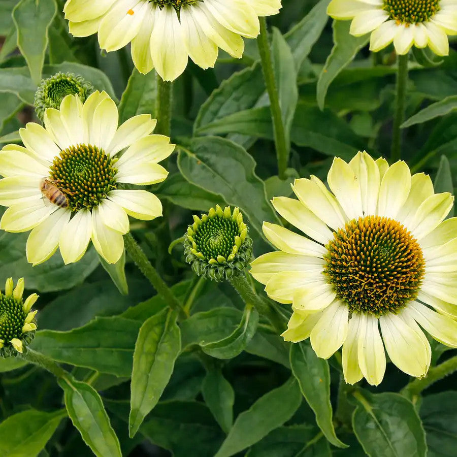 3 Echinacea 'Prima™ Lime' Coneflower Starter Perennial Plants. Love Sun. Attract Butterflies and Hummingbirds.