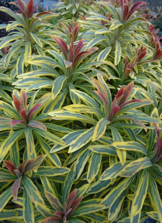 2 Phenomenal Euphorbia Ascot Rainbow Perennial Plants, Add Sizzle to your Garden!  Loves the Sun and is Deer Resistant. Unique Perennials!