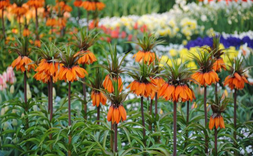 Rare Fritillaria Imperialis 'Rubra' Fritillaria Large Perennial Bulb. Exquisite Deep Tangerine Orange Blooms.