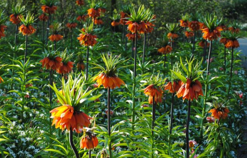 Rare Fritillaria Imperialis 'Rubra' Fritillaria Large Perennial Bulb. Exquisite Deep Tangerine Orange Blooms.