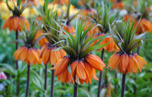 Rare Fritillaria Imperialis 'Rubra' Fritillaria Large Perennial Bulb. Exquisite Deep Tangerine Orange Blooms.