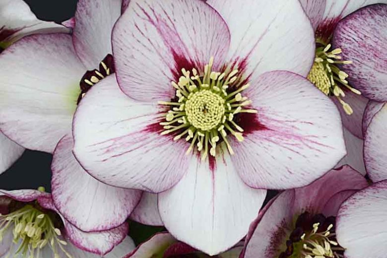 French Kiss Lenten Rose Perennial