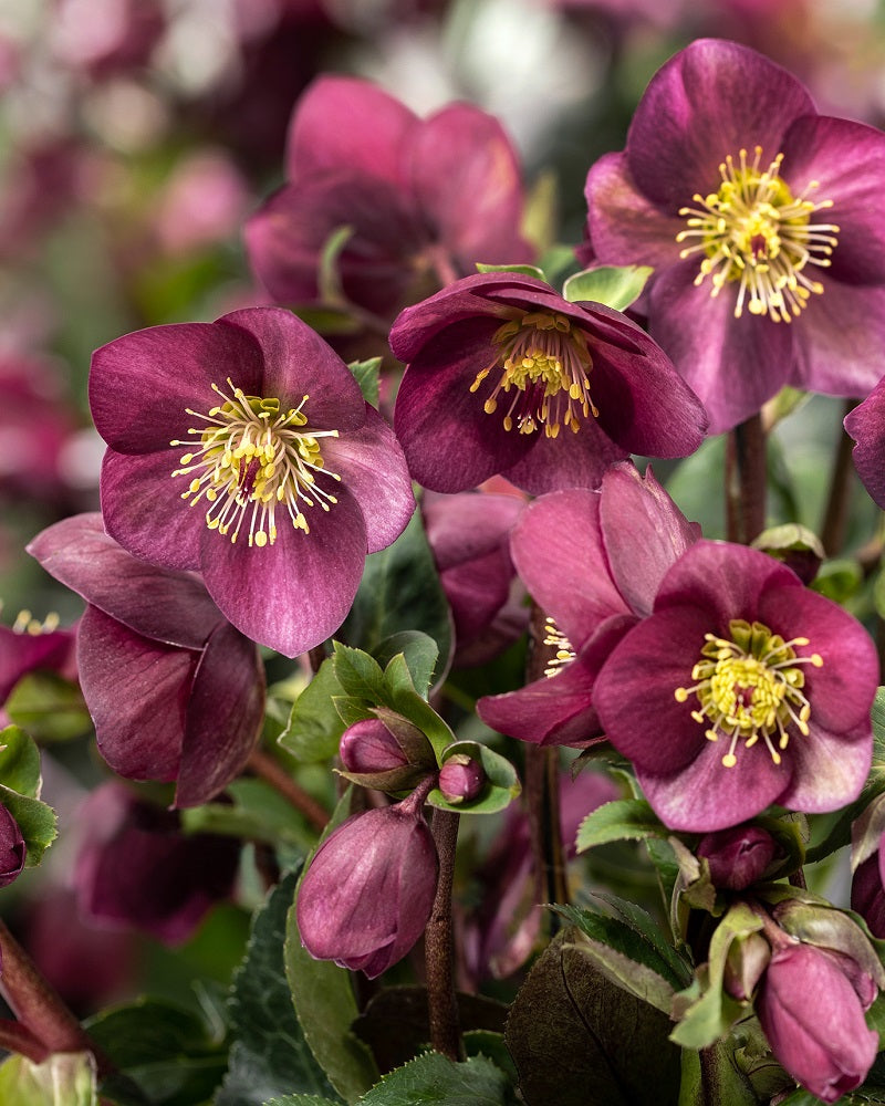 Helleborus Ice Breaker® 'Ruby' Rare Lenten Rose Flowering Starter Perennial. Great Roots. Early Bloomer.