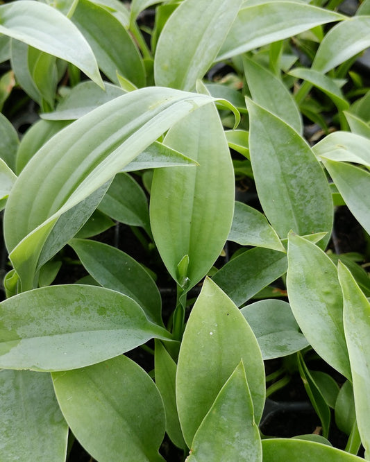 Hosta 'Fragrant Blue' Starter Perennial. Cool Colors. Shipped Bareroot and Ready to Plant. Attracts Butterflies and Hummingbirds. Buy 4 or More, Save 15%