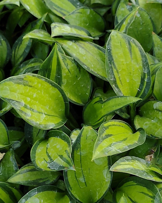 Hosta 'Justine' Hosta Starter Perennial. Cool Colors. Shipped Bareroot and Ready to Plant. Attracts Butterflies and Hummingbirds. Buy 4 or More, Save 15%
