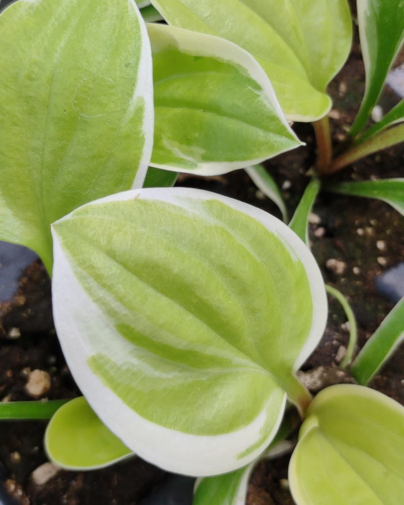 Hosta 'Saint Elmo's Fire' Starter Perennial. Stunning Colors. Loves Shade. Easy to Grow.