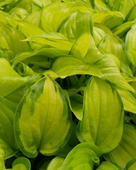 Hosta 'Stained Glass' Starter Perennial. Cool Colors. Shipped Bareroot and Ready to Plant. Attracts Butterflies and Hummingbirds. Buy 4 or More, Save 15%