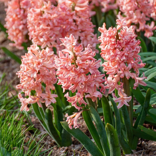 Color Blends / Hyacinth 'Gipsey Queen'