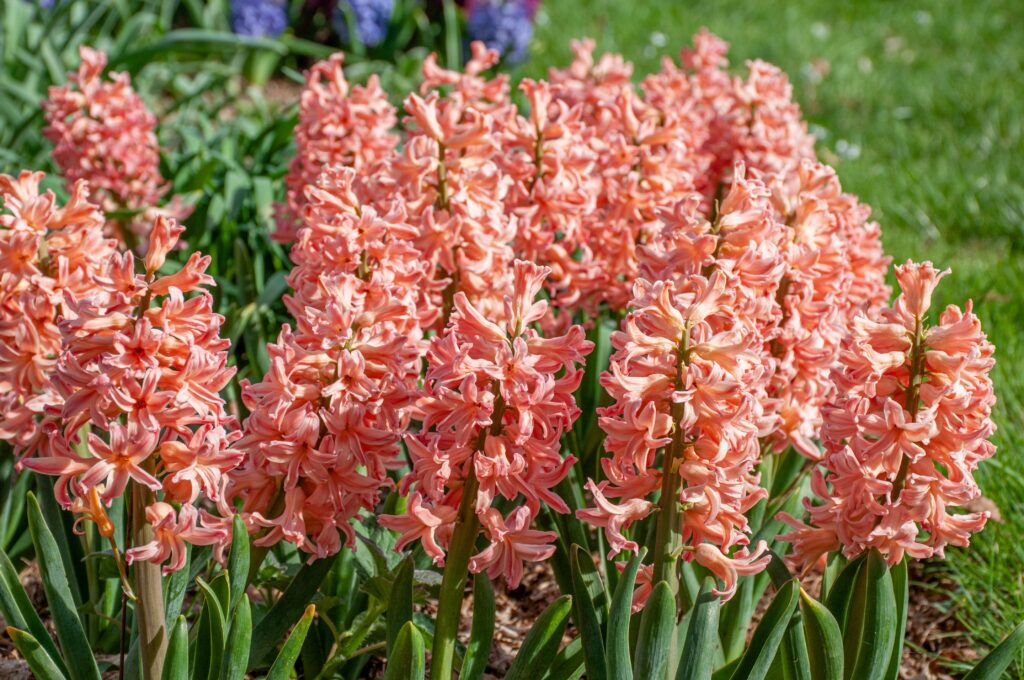 Color Blends / Hyacinth 'Gipsey Queen'