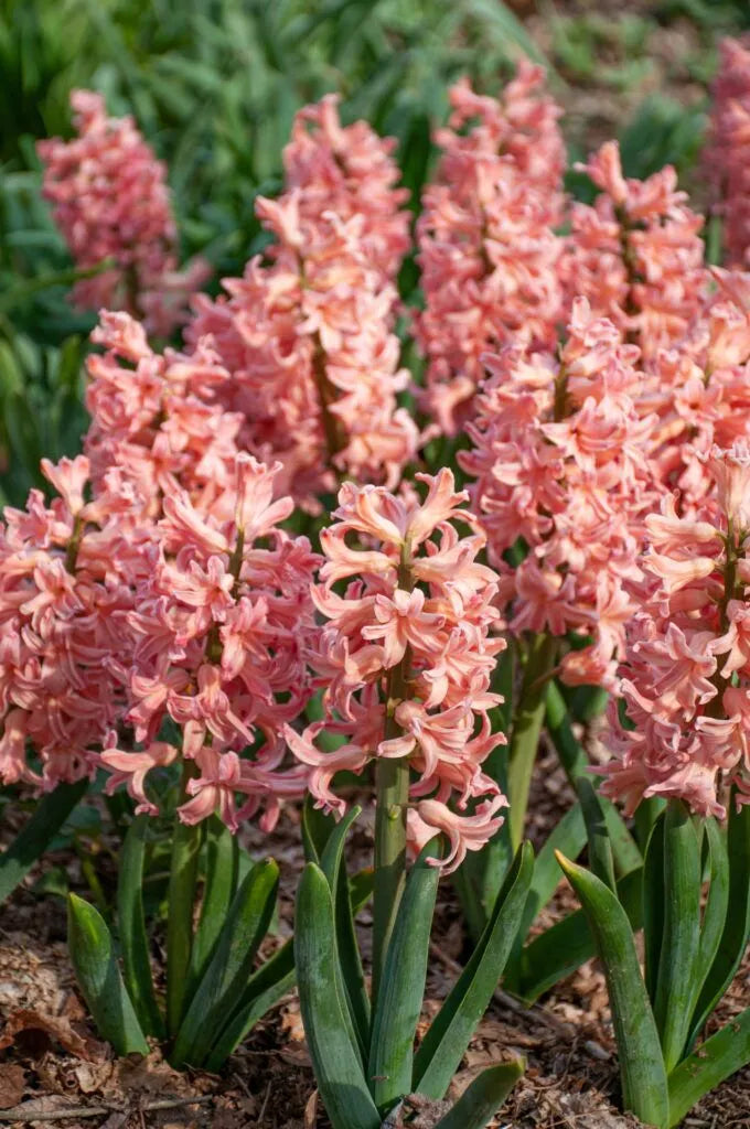 Color Blends / Hyacinth 'Gipsey Queen'