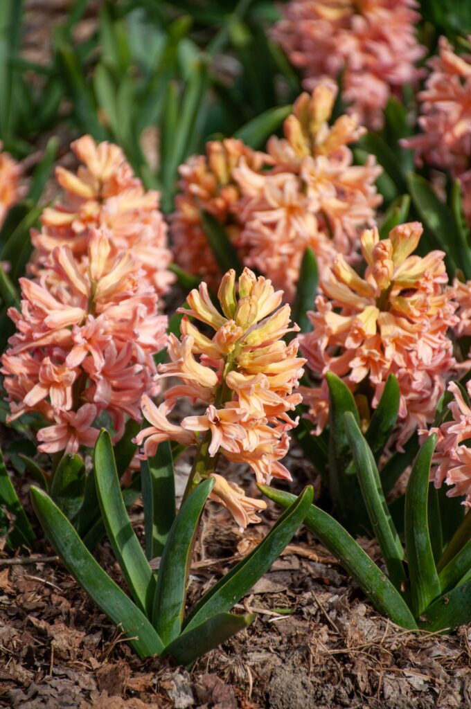 Color Blends / Hyacinth 'Gipsey Queen'