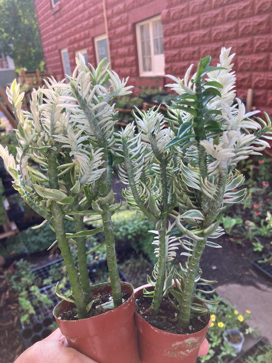 Air-Purifying  Devil's Backbone Succulent. Great Houseplant, Easy to Care For.