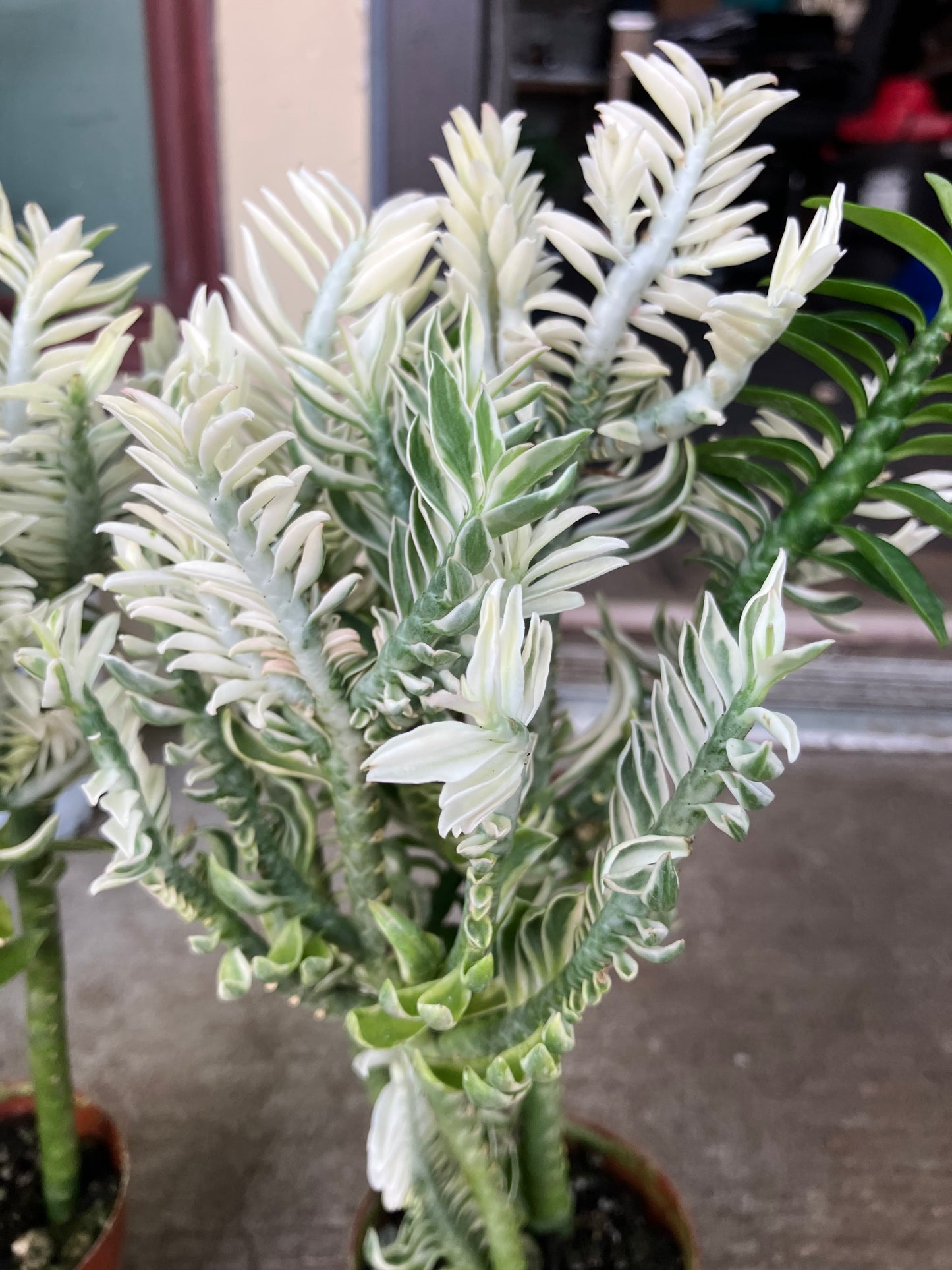 Air-Purifying  Devil's Backbone Succulent. Great Houseplant, Easy to Care For.