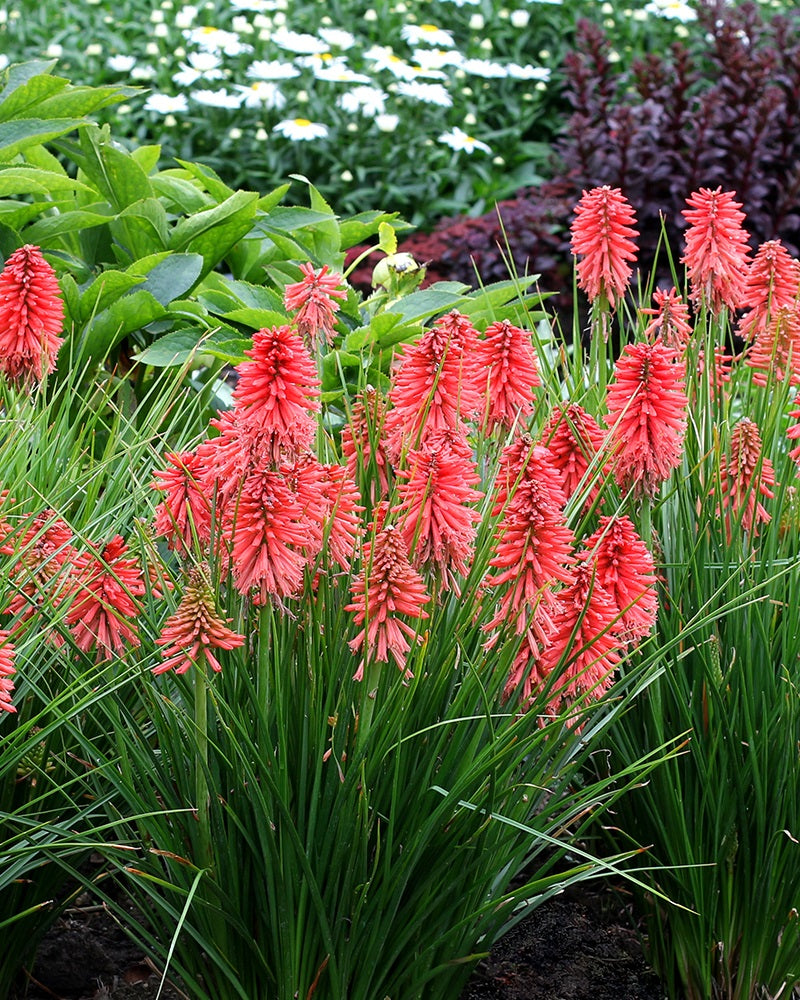 3 Mixed Kniphofia Red Hot Poker Starter Perennials. Red, Orange, Yellow. Grass-like Foliage with Tall Flower Scapes. Love Full Sun.