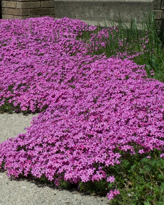 3 Phlox sublata '‘Red Wings’ Perennial Starter. Attract Butterflies and Hummingbirds.