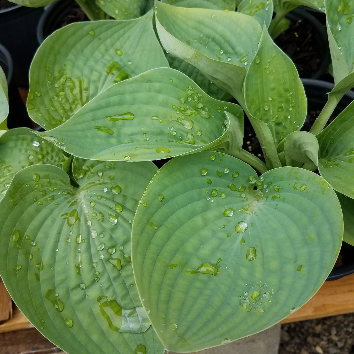 Berbee Bulb Co. / Hosta 'Abiqua Drinking Gourd'